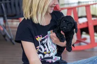 Trixie, a female Poodle - Miniature  for sale in Dundee, OH – Photo 1 of 6