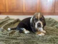 Waylon, a male Basset Hound for sale in Dundee, OH – 1 of 5