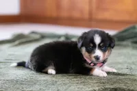 Star, a female Australian Shepherd and Pembroke Welsh Corgi for sale in Dundee, OH – 2 of 8