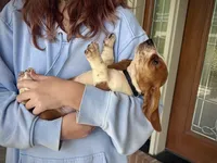 Scarlett, a female Basset Hound for sale in Dundee, OH – 4 of 5