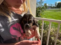 Wilbur, a male Basset Hound for sale in Dundee, OH – 8 of 10