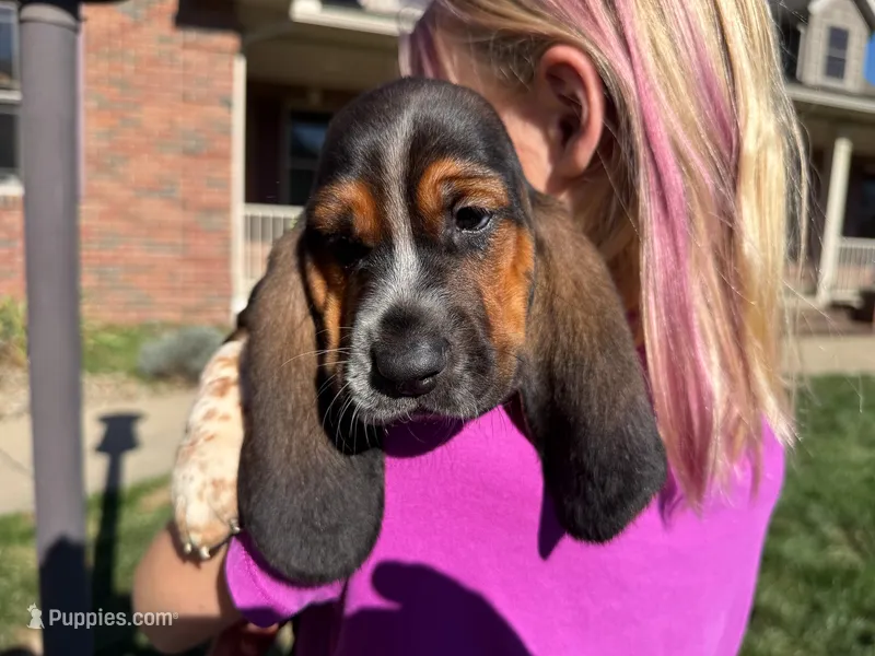 Wilbur – Basset Hound puppy for sale in Dundee, OH