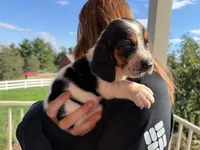 Jolene, a female Basset Hound for sale in Dundee, OH – 3 of 6