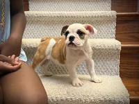 Fiona, a female English Bulldog for sale in Dundee, OH – 8 of 10