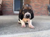Max, a male Basset Hound for sale in Dundee, OH – 3 of 8