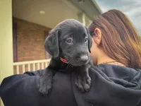 Remi, a female Labrador Retriever for sale in Dundee, OH – 2 of 6