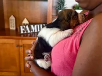 Sophie, a female Basset Hound for sale in Dundee, OH – 3 of 4