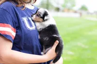 Jasper , a male Australian Shepherd and Pembroke Welsh Corgi for sale in Dundee, OH – 7 of 10