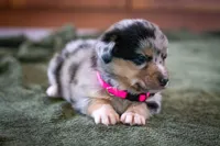 Angel, a female Australian Shepherd and Pembroke Welsh Corgi for sale in Dundee, OH – 6 of 8