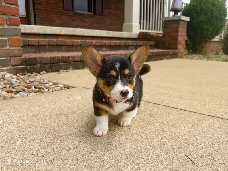 Daisy – Pembroke Welsh Corgi puppy for sale in Dundee, OH