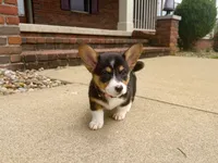 Daisy, a female Pembroke Welsh Corgi for sale in Dundee, OH – 1 of 5