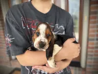 Eeyore, a male Basset Hound for sale in Dundee, OH – 2 of 6