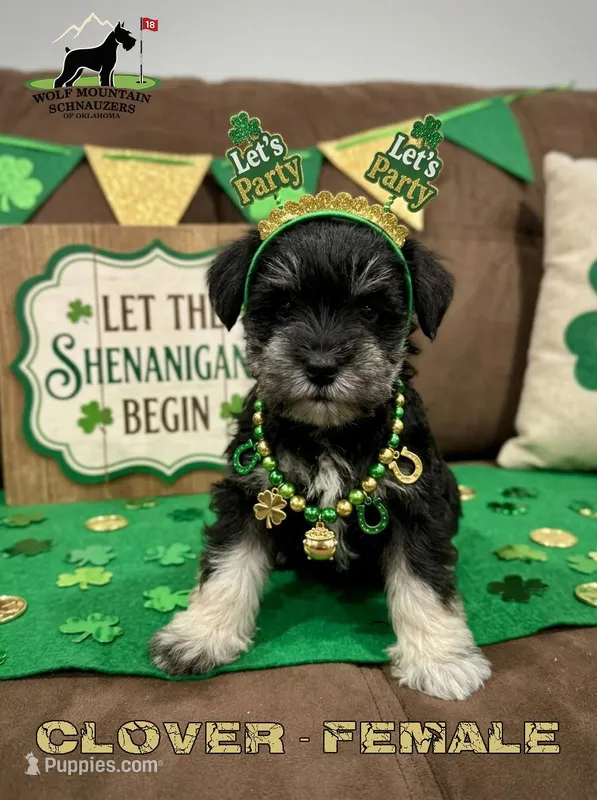 AKC-Clover – Miniature Schnauzer puppy for sale in Wister, OK