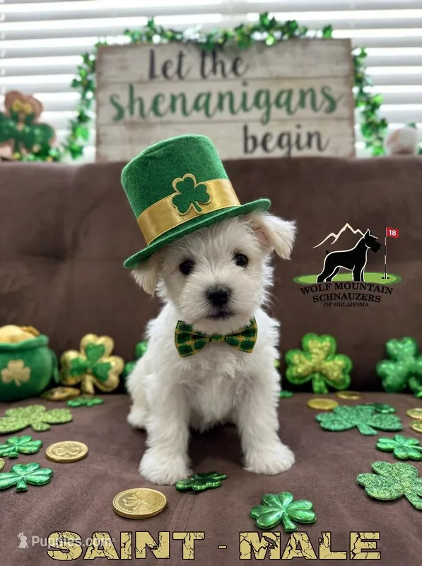 AKC-Saint – Miniature Schnauzer puppy for sale in Wister, OK