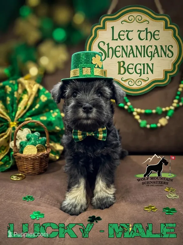 AKC-Lucky – Miniature Schnauzer puppy for sale in Wister, OK