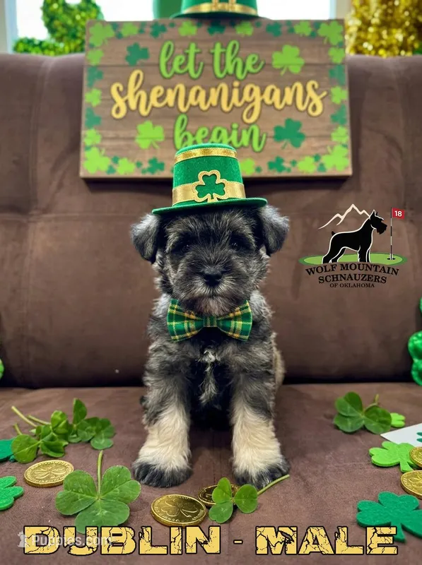 AKC-Dublin – Miniature Schnauzer puppy for sale in Wister, OK