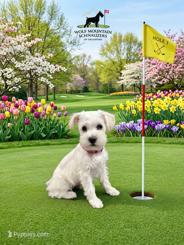 AKC Mega Coat- Pink Female – Miniature Schnauzer puppy for sale in Wister, OK