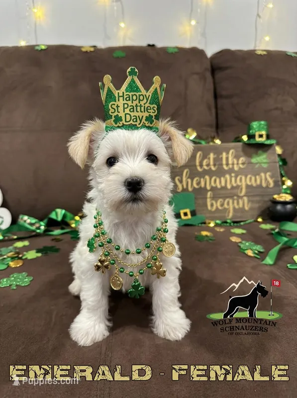 AKC-Emerald – Miniature Schnauzer puppy for sale in Wister, OK