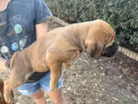 Cane Corso, a female Cane Corso for sale in Lake City, FL – Photo 6 of 10