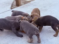 Cane Corso, a female Cane Corso for sale in Lake City, FL – Photo 2 of 10