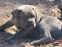 Cane Corso, a female Cane Corso for sale in Lake City, FL – Photo 7 of 10
