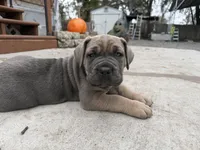 Cane Corso, a female Cane Corso for sale in Lake City, FL – Photo 8 of 10
