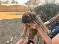 Puppy, a female Cane Corso for sale in Lake City, FL – Photo 2 of 6