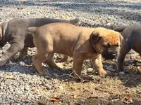 Puppy, a female Cane Corso for sale in Lake City, FL – Photo 1 of 6