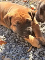 Puppy, a female Cane Corso for sale in Lake City, FL – Photo 4 of 6