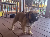 Puppy, a female Cane Corso for sale in Lake City, FL – Photo 3 of 6