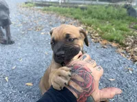 Puppy, a female Cane Corso for sale in Lake City, FL – Photo 6 of 6