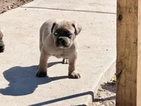 Puppy , a female Cane Corso for sale in Lake City, FL – Photo 2 of 3