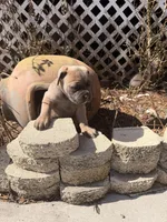 Puppy , a female Cane Corso for sale in Lake City, FL – Photo 3 of 3