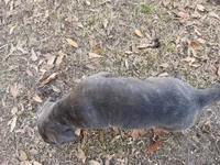 Puppy, a female Cane Corso for sale in Lake City, FL – Photo 4 of 4