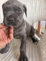 Puppy, a female Cane Corso for sale in Lake City, FL – Photo 2 of 4