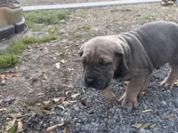 Puppy, a male Cane Corso for sale in Lake City, FL – Photo 3 of 5