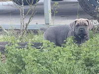 Puppy, a male Cane Corso for sale in Lake City, FL – Photo 1 of 5