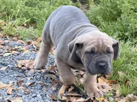 Puppy, a male Cane Corso for sale in Lake City, FL – Photo 5 of 5