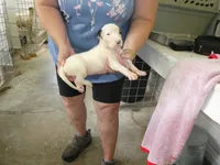 JAZZY, a female Greyhound for sale in Olpe, KS – 3 of 6