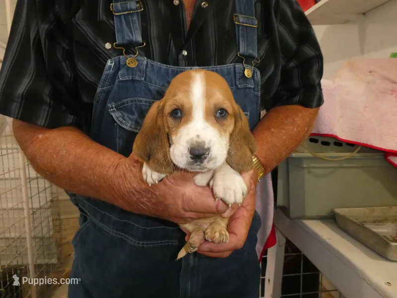 Max – Basset Hound puppy for sale in Olpe, KS