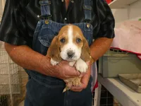 Max, a male Basset Hound for sale in Olpe, KS – 3 of 5
