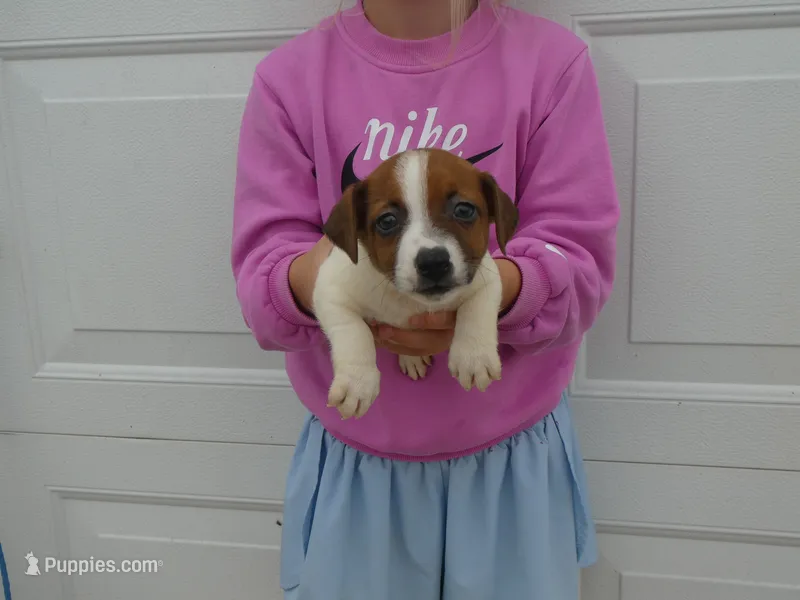 BaLoo – Jack Russell Terrier puppy for sale in Olpe, KS