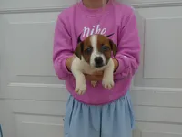 BaLoo, a female Jack Russell Terrier for sale in Olpe, KS – 1 of 4