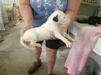 JAZZY, a female Greyhound for sale in Olpe, KS – 4 of 6
