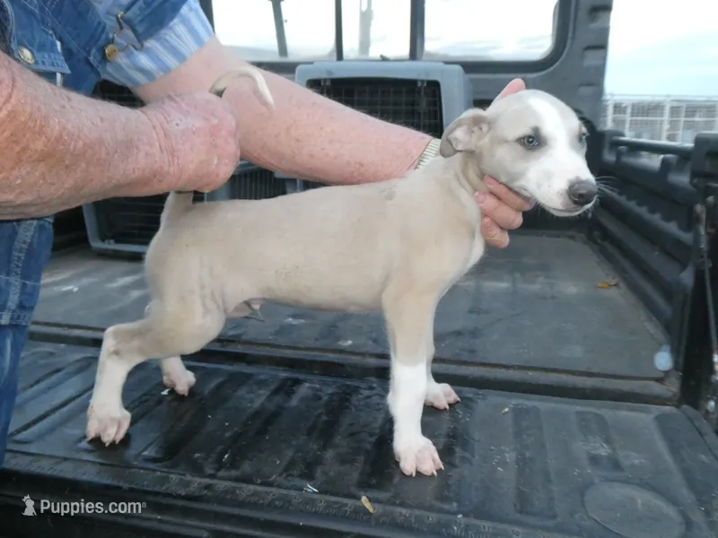 ACE – Greyhound puppy for sale in Olpe, KS