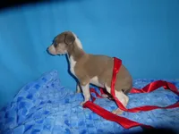 Rosie, a female Greyhound for sale in Olpe, KS – 4 of 6