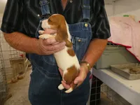 Esther, a male Basset Hound for sale in Olpe, KS – 2 of 4