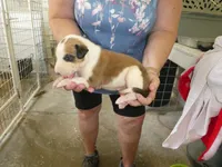 Susie, a female Greyhound for sale in Olpe, KS – 2 of 6