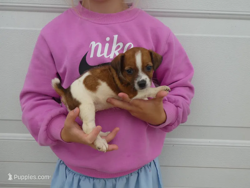 Barbie – Jack Russell Terrier puppy for sale in Olpe, KS
