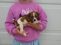 Barbie, a female Jack Russell Terrier for sale in Olpe, KS – 1 of 5